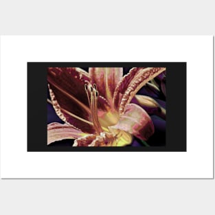 Abstract Daylily Posters and Art